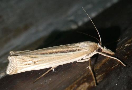Ancylolomia sp.